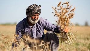 مطالبات گندم کاران ‌خوزستان‌ هفته آینده پرداخت می‌شود