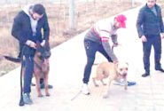  حمله سگ ها به شهروندان مهربان تر از دایه