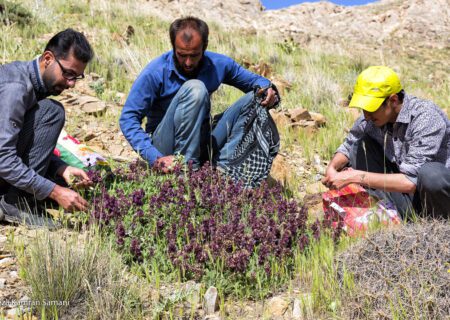 گیاهان دارویی، داروهای محجور مانده در ایران